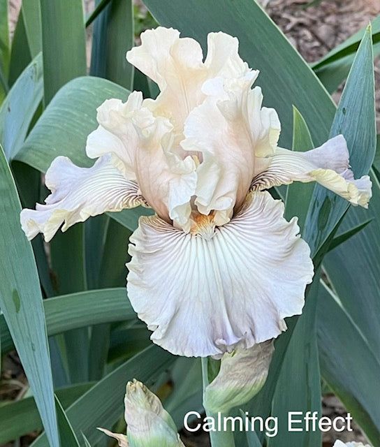 Calming Effect BB Iris (Sutton 2022)