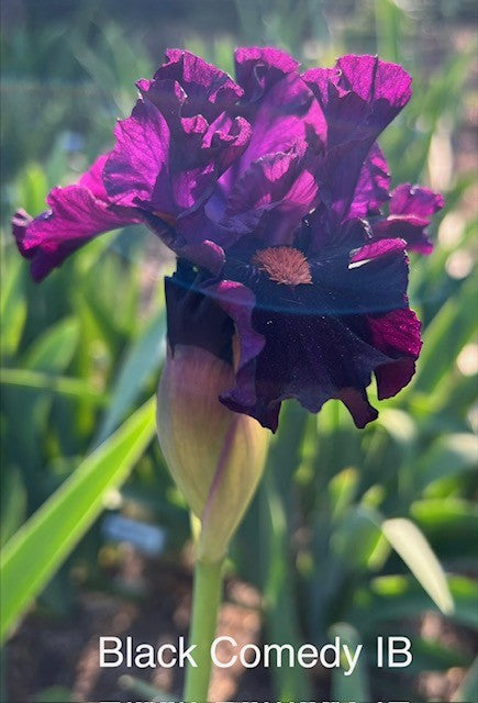 Black Comedy ITB Iris (Black 2017)