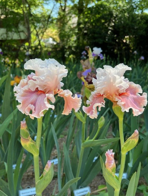 Lovely Livvy TB Iris (Johnson 2023)
