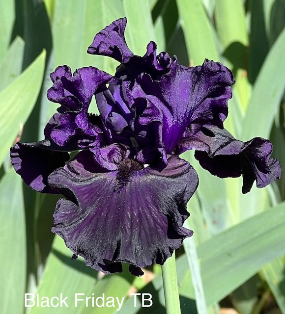 Black Friday TB Iris (Schreiner 2020)
