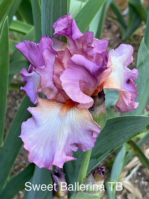 Sweet Ballerina TB Iris (Ernst 1996)