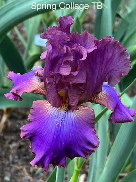 Spring Collage TB Iris (Hedgcock 2015)