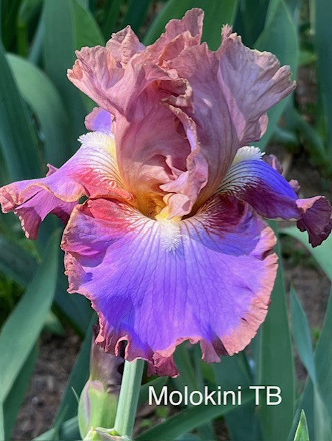 Molokini TB Iris (Sutton 2016)