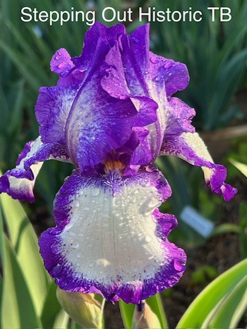 Stepping Out TB Iris (Schreiners 1964)