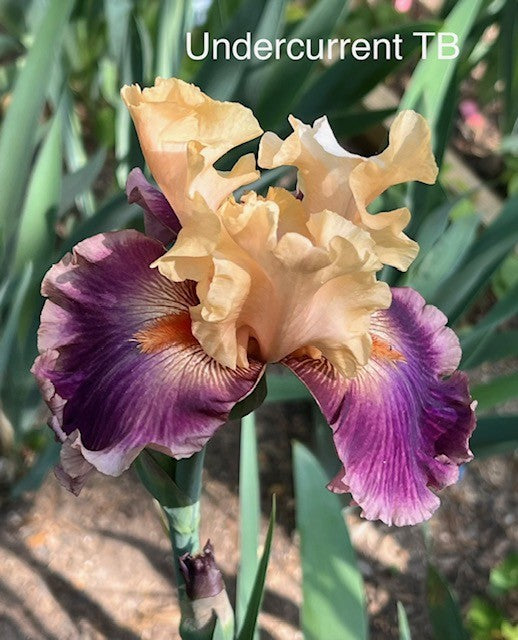 Undercurrent TB Iris (Keppel 2003)