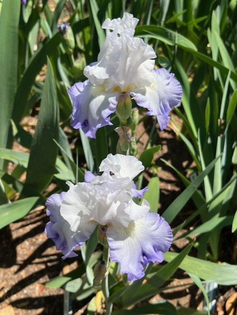 Pacific Cloud TB Iris (Lauer 1997)