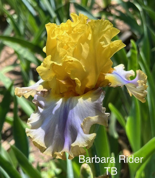 Barbara Rider TB Iris (Johnson 2015)
