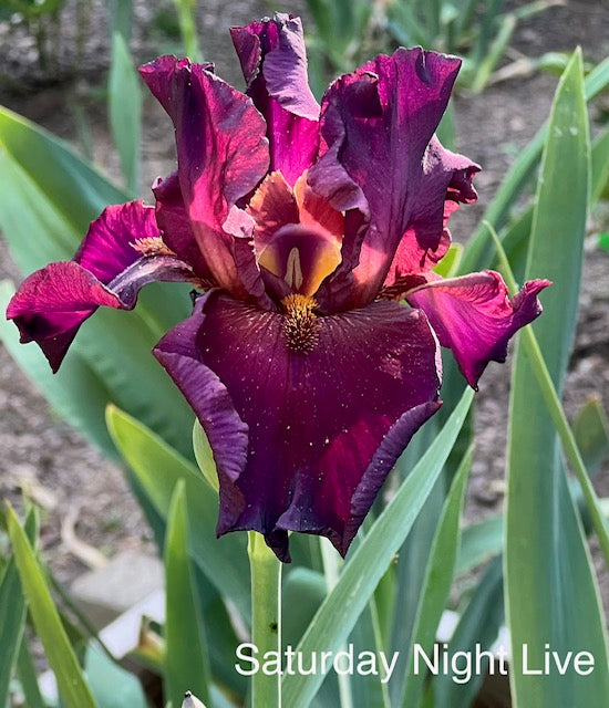 Saturday Night Live TB Iris (Schreiner 1996)