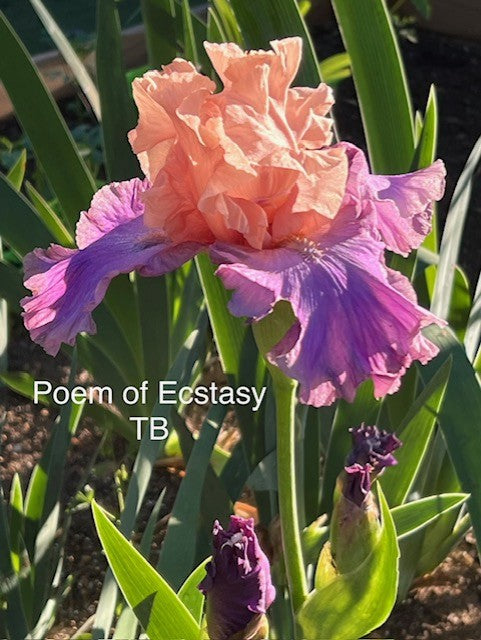 Poem of Ecstasy TB Iris (Hager 1995)