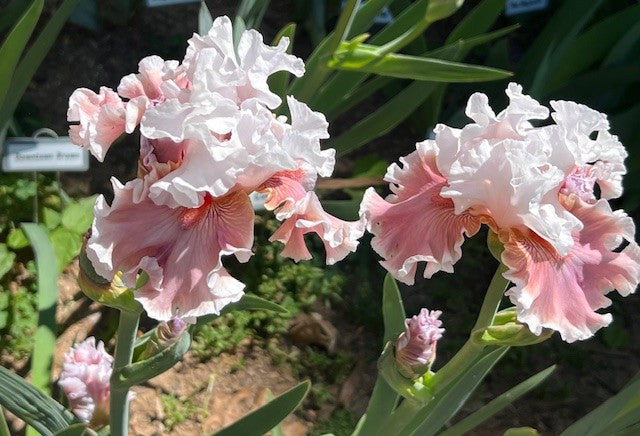 Lovely Livvy TB Iris (Johnson 2023)