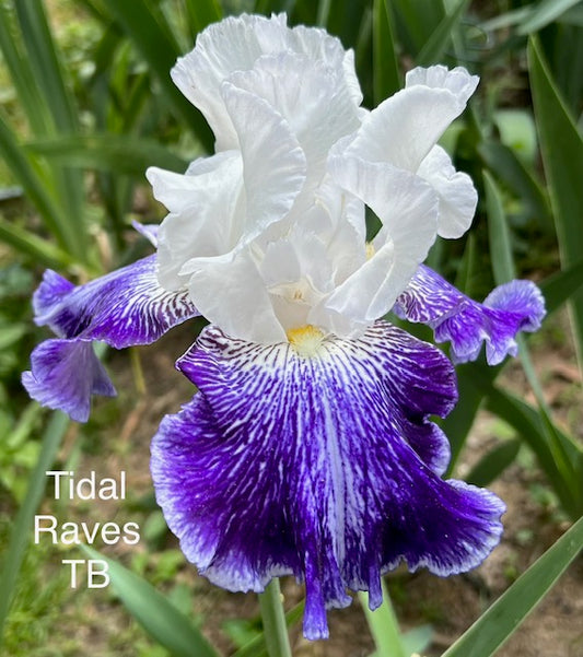 Tidal Raves TB Iris (Schreiner 2014)