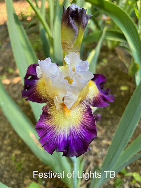 Festival of Lights TB Iris (Johnson 2022)