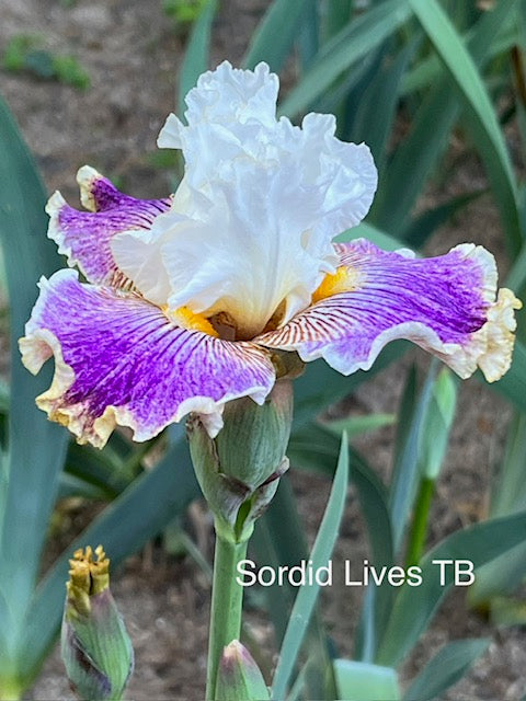 Sordid Lives TB Iris (Johnson 2009)