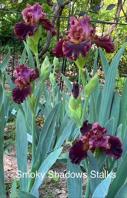 Smoky Shadows TB Iris (Tasco 2010)
