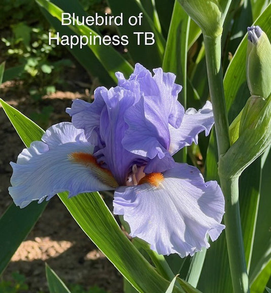 Bluebird of Happiness TB Iris (Black 2011)