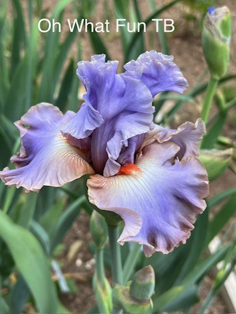 Oh What Fun TB Iris (Johnson 2019)