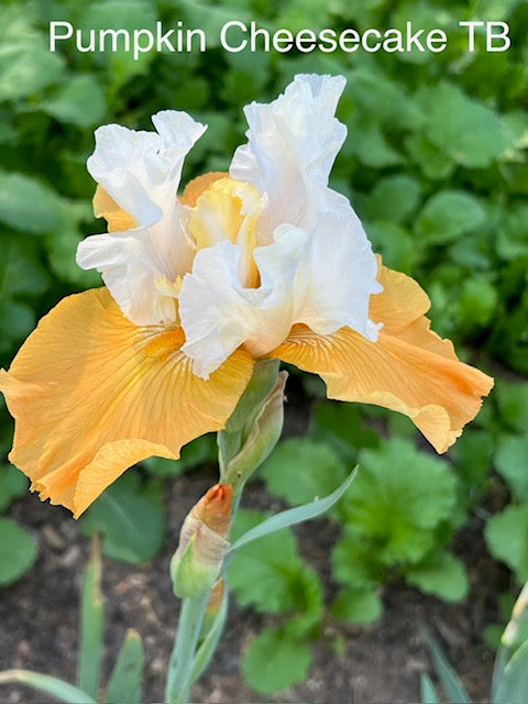 Pumpkin Cheesecake TB Iris (Niswonger 1995)