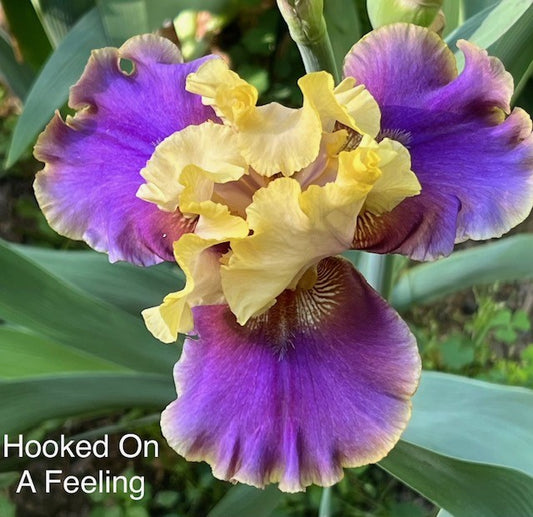 Hooked On A Feeling TB Iris (Johnson 2015)
