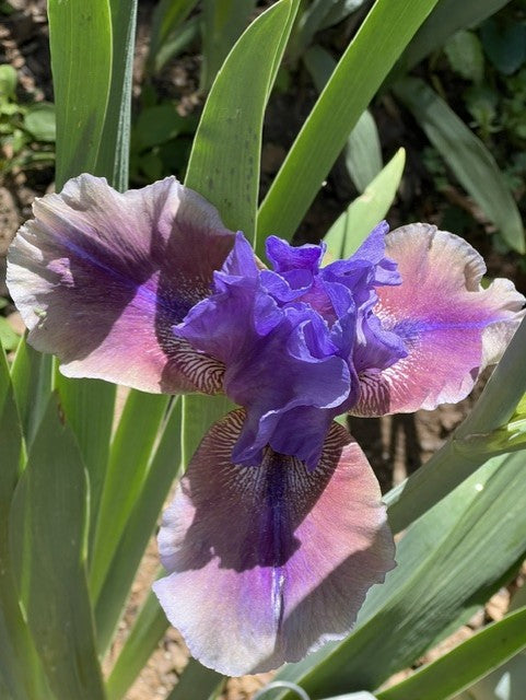 Comic Opera TB Iris (Sutton 2005)