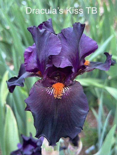 Dracula's Kiss TB Iris (Schreiner 2009)
