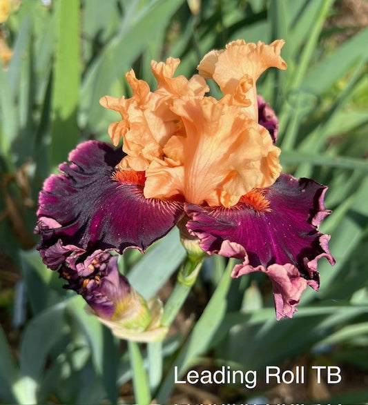Leading Role TB Iris (Johnson 2024)