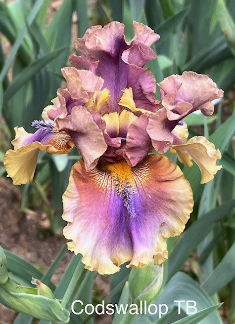 Codswallop TB Iris (Burseen 2020)