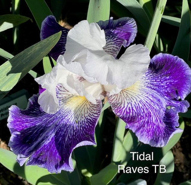 Tidal Raves TB Iris (Schreiner 2014)