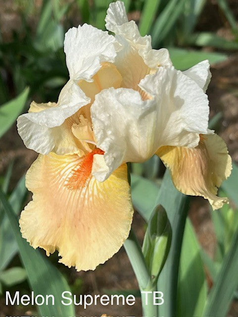 Melon Supreme TB Iris (Niswonger 1979)