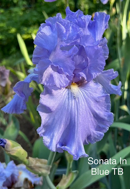 Sonata In Blue TB Iris (Smith 1991)