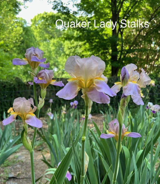 Quaker Lady TB Historical Iris (Farr 1909)