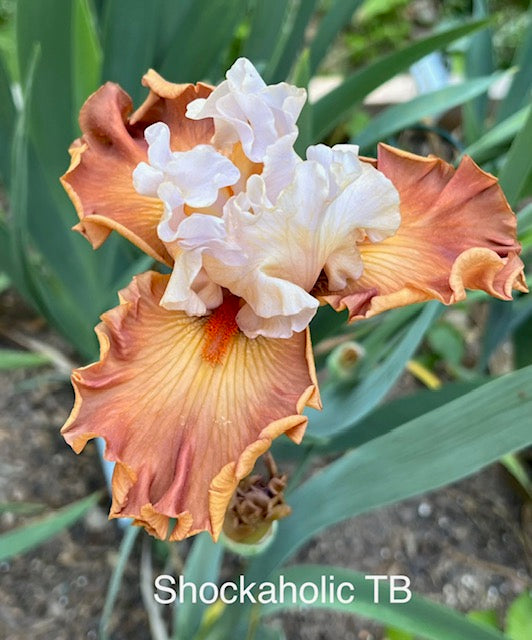 Shockaholic TB Iris (Johnson 2020)