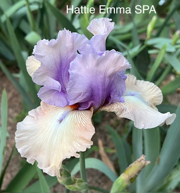 Hattie Emma TB Space Age Iris (Burseen 2008)