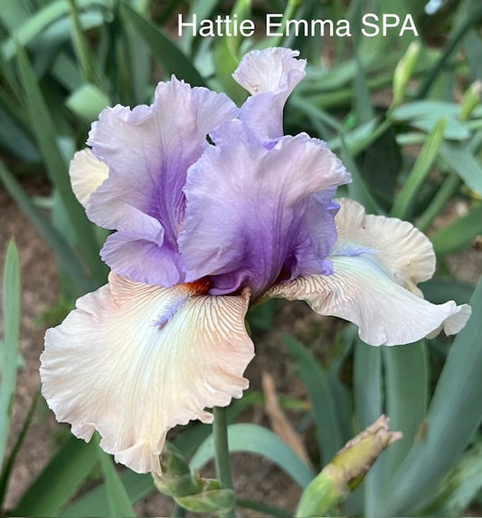Hattie Emma TB Space Age Iris (Burseen 2008)