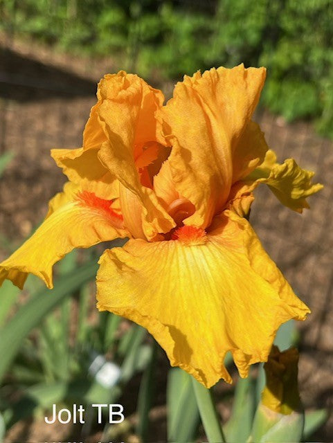 Jolt TB Iris (Weiler 1988)