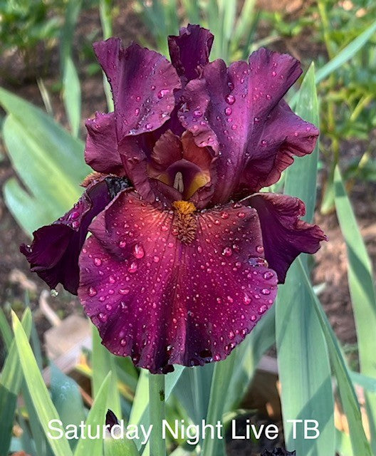 Saturday Night Live TB Iris (Schreiner 1996)