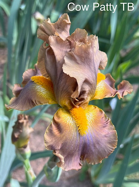 Cow Patty TB Iris (Burseen 2013)