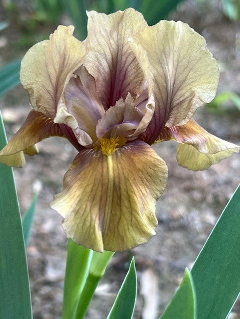 Shampoo IB Iris (Messick 1977)