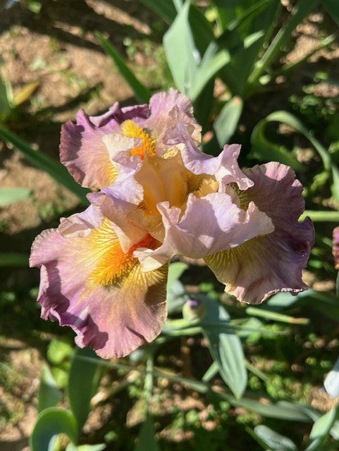 Itsa Whatever TB Space Age Iris (Burseen 2013)