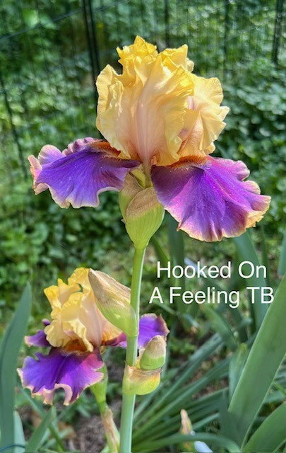 Hooked On A Feeling TB Iris (Johnson 2015)