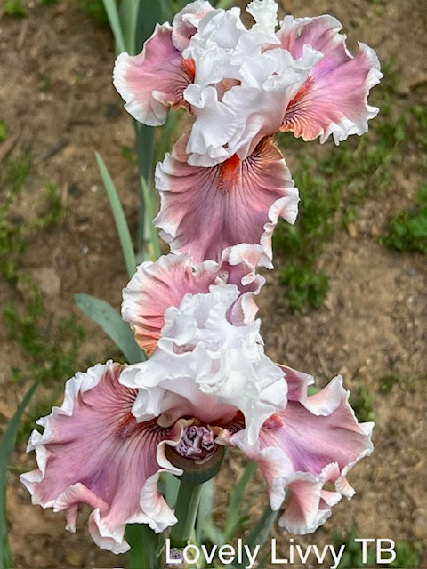 Lovely Livvy TB Iris (Johnson 2023)