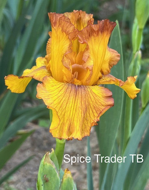 Spice Trader TB iris (Painter 2009)