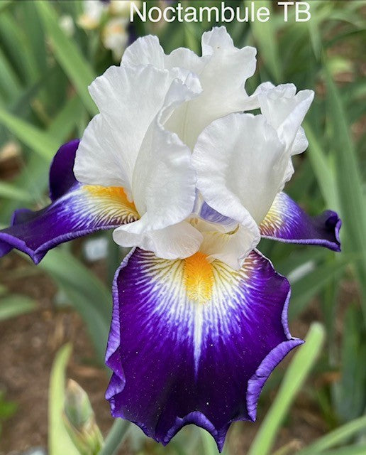 Noctambule TB Iris (Cayeux 2005)