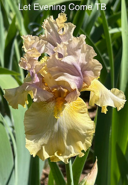 Let Evening Come TB Iris (Schreiner 2018)