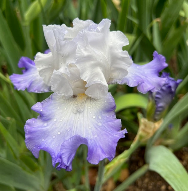 Clarence TB Historic Iris (Zubrigg 1990)