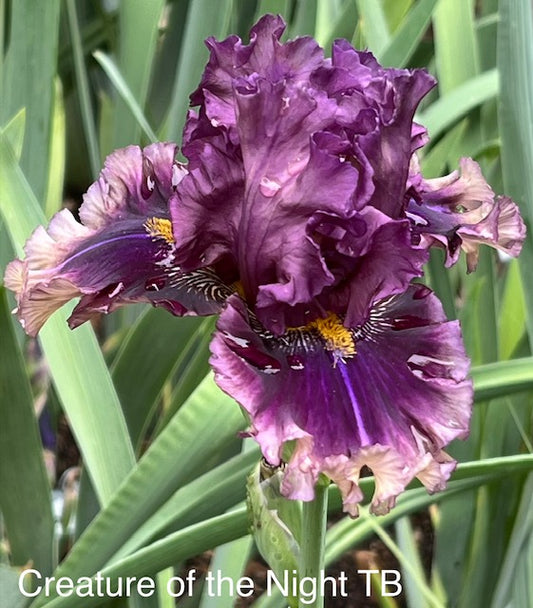Creature of the Night TB Iris (Black 2018)