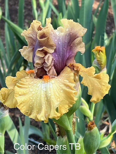 Color Capers TB Iris (Keppel 2019)