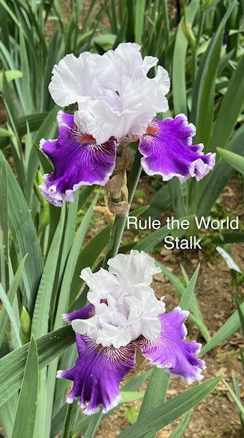 Rule The World TB Iris (Johnson 2021)