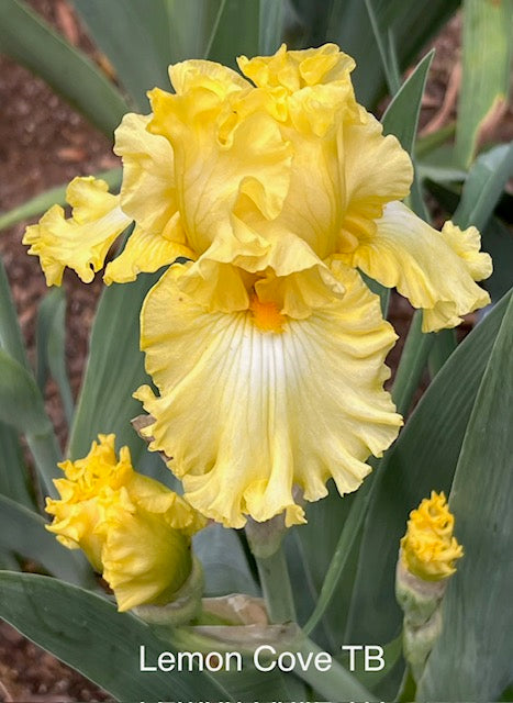 Lemon Cove TB Iris (Mego 2018)