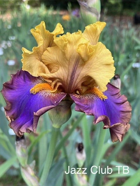Jazz Club TB Iris (Blyth 2015)