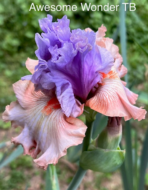 Awesome Wonder TB Iris (Johnson 2020)